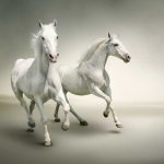 animals-1301-4-9%d1%853-2