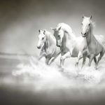 animals-1302-4-9%d1%853-2