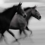 animals-1313-4-0%d1%853-0
