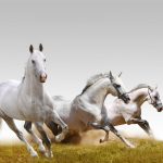 animals-1314-6-0%d1%854-0