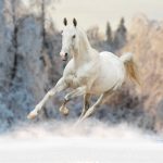 animals-1316-7-0%d1%855-0
