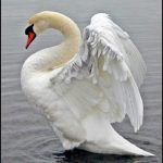 animals_13169