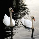 animals_13172