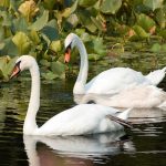 animals_13175