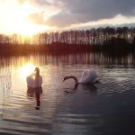 animals_13179