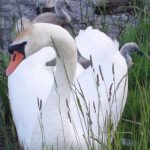 animals_13182