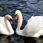 animals_13187