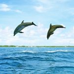 animals_13354