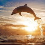 animals_13355