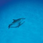 animals_13364