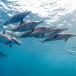 animals_13367