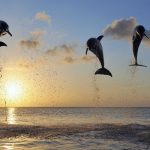 animals_13368