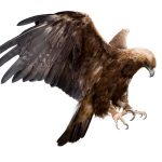 bird-1309-5-0%d1%854-0