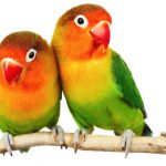 bird-1313-8-7%d1%853-6