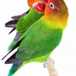 bird-1315-3-2%d1%854-1