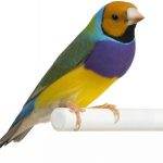 bird-1318-7-2%d1%855-8