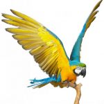 bird-1319-4-9%d1%854-9