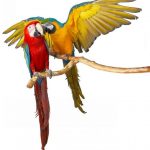 bird-1320-5-8%d1%856-1