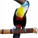 bird-1322-3-2%d1%853-9