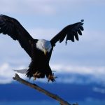 Bald Eagle Landing on Tree Snag