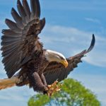 bird-1333-6-9%d1%854-8