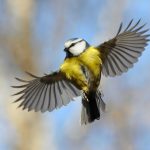 bird-1335-4-7%d1%853-5