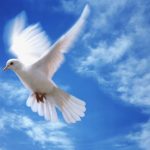 Dove in flight