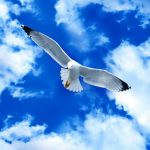 bird-1338-4-7%d1%854-5