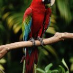 bird-1343-2-0%d1%853-0