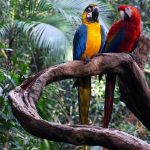 bird-1345-7-7%d1%855-1