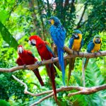 bird-1346-6-0%d1%854-0