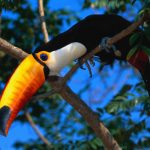 Toco Toucan Perched in a Tree