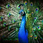 bird-1350-7-4%d1%855-1