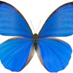 butterfly-1301-4-4%d1%853-6