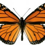 butterfly-1302-6-0%d1%854-0