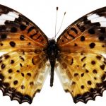 butterfly-1303-4-3%d1%852-8