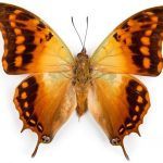butterfly-1304-6-8%d1%855-7