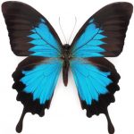 butterfly-1305-5-6%d1%855-7