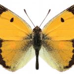 butterfly-1306-4-0%d1%852-7