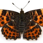 butterfly-1309-4-0%d1%852-0