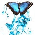 butterfly-13103-3-0%d1%854-0