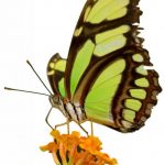butterfly-13106-2-0%d1%853-0