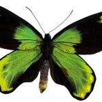 butterfly-1311-4-8%d1%853-0