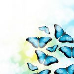 butterfly-13110-6-0%d1%856-0