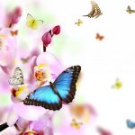 butterfly-13111-4-0%d1%854-0