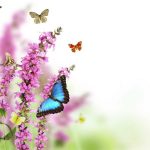 butterfly-13112-6-0%d1%855-0