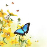 butterfly-13113-6-0%d1%855-0