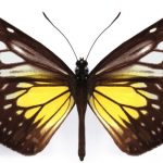 butterfly-1312-4-3%d1%852-4