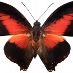 butterfly-1313-4-0%d1%853-0