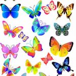 butterfly-13139-unlimith